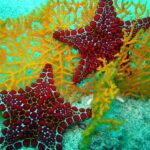 Bintang Laut Echinoderm yang Mampu Meregenerasi