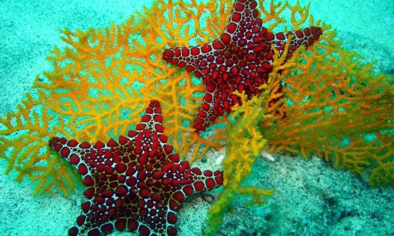 Bintang Laut Echinoderm yang Mampu Meregenerasi