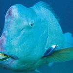 Bumphead Parrotfish Ikan Dengan Kepala Besar Yang Menarik