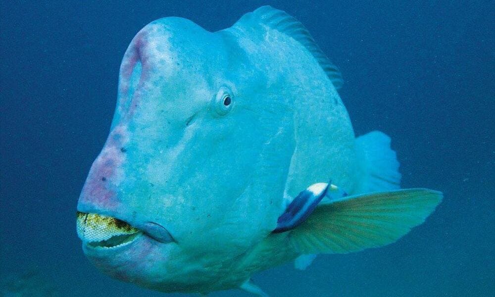 Bumphead Parrotfish Ikan Dengan Kepala Besar Yang Menarik