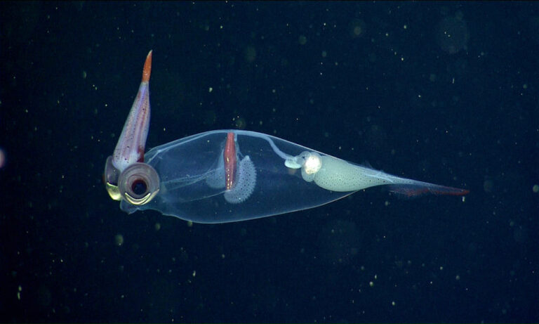 Glass Squid Cumi Cumi Dengan Tubuh Transparan Yang Unik