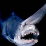 Goblin Shark Hiu Dengan Wajah Aneh Dan Rahang Menjulur