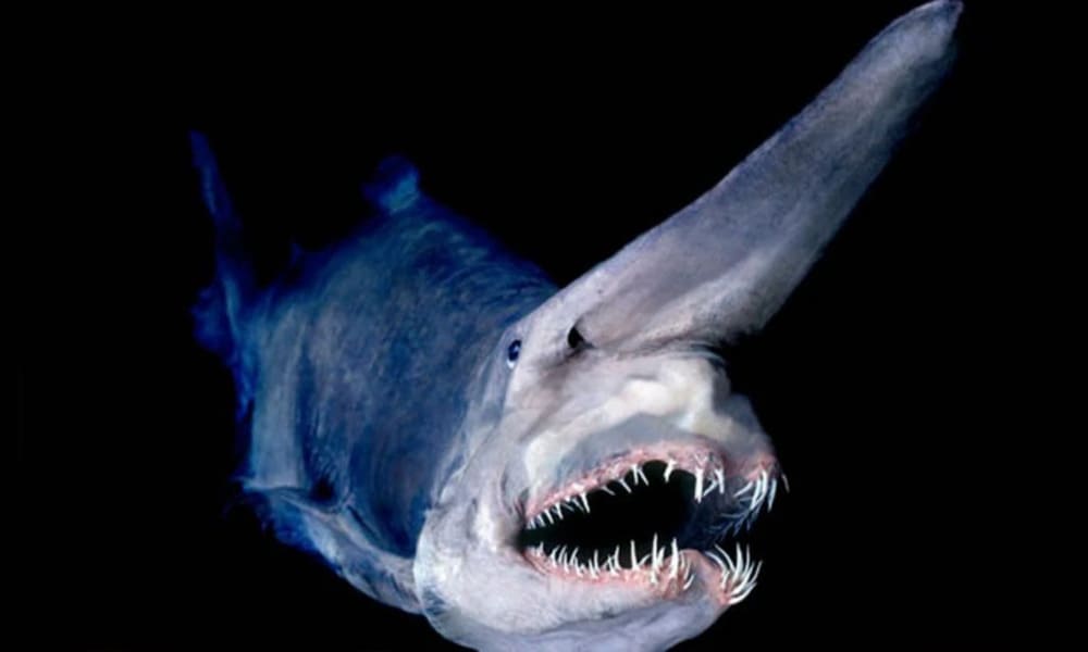 Goblin Shark Hiu Dengan Wajah Aneh Dan Rahang Menjulur