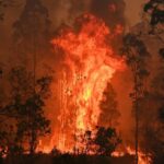 Kebakaran Hutan Australia 2019 Tragedi Lingkungan Yang Menghancurkan