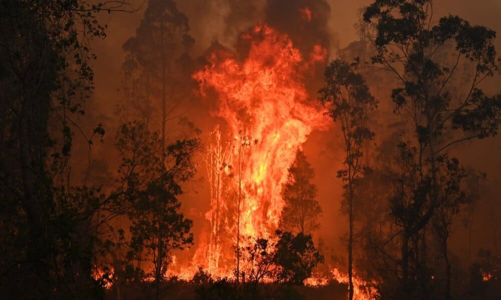 Kebakaran Hutan Australia 2019 Tragedi Lingkungan Yang Menghancurkan