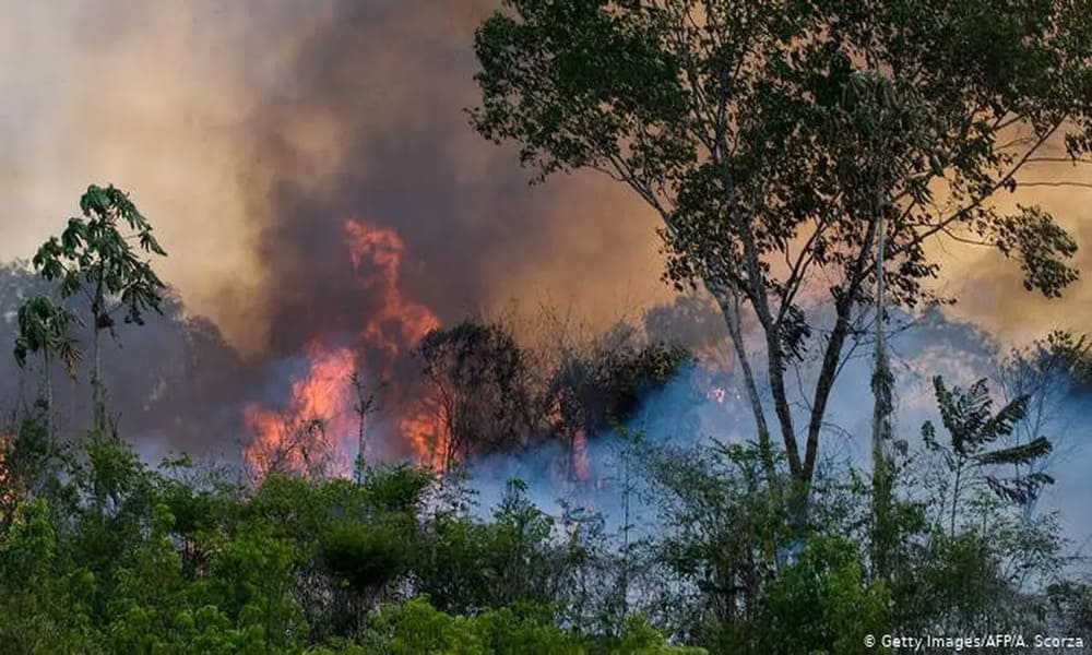 Kebakaran Hutan Brasil 2019 Efek Pemanasan Global Di Bumi