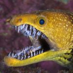 Moray Eel Predator Yang Sering Bersembunyi Di Celah Celah Batu