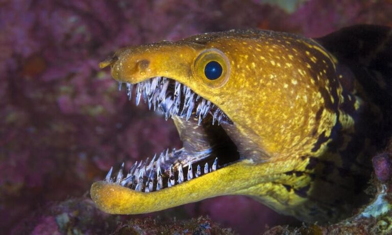 Moray Eel Predator Yang Sering Bersembunyi Di Celah Celah Batu