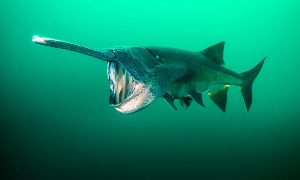 Paddlefish Ikan Dengan Sirip Panjang Yang Mirip Dayung