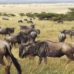 Serengeti Tanzania Sabana Dan Migrasi Hewan Liar yang Menakjubkan