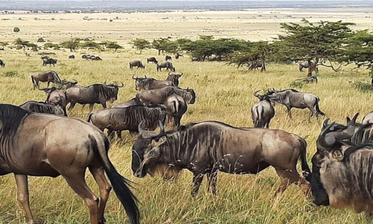 Serengeti Tanzania Sabana Dan Migrasi Hewan Liar yang Menakjubkan